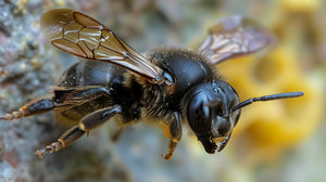 Melipona Honey (1/2 Liter)